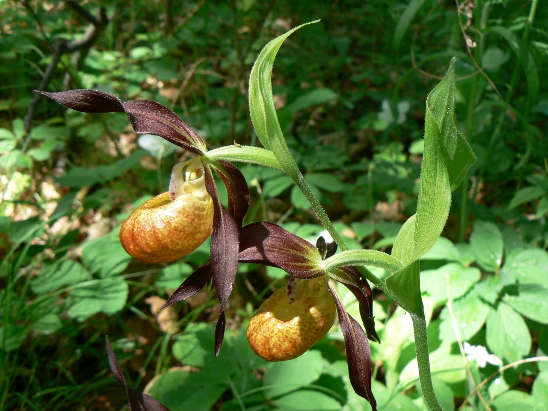 Изображение особи Cypripedium calceolus.