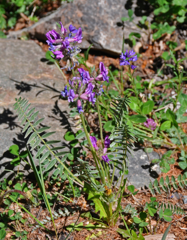 Изображение особи Oxytropis strobilacea.