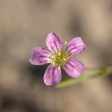 Image of taxon representative. Author is Илья Михеев