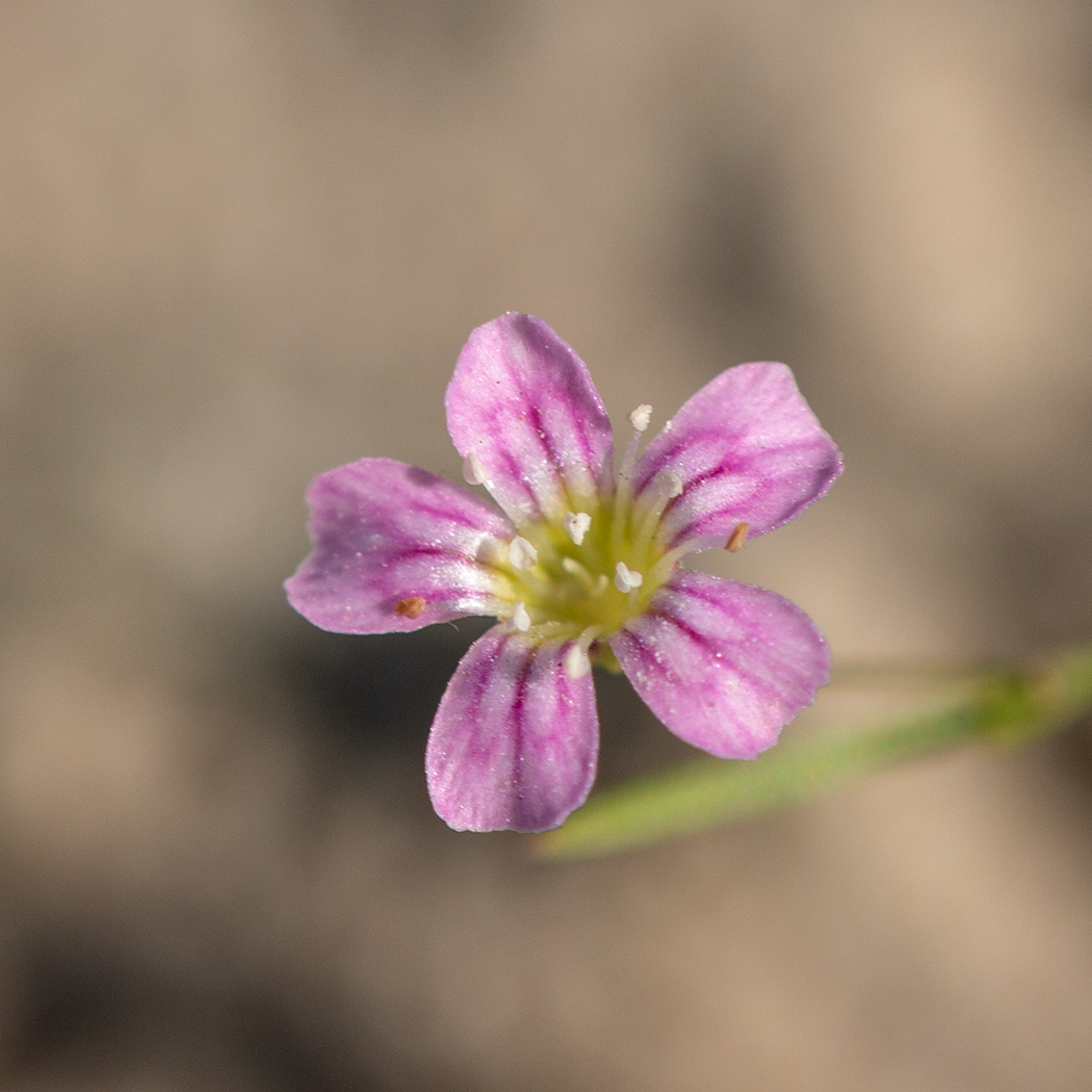 Изображение особи Psammophiliella muralis.