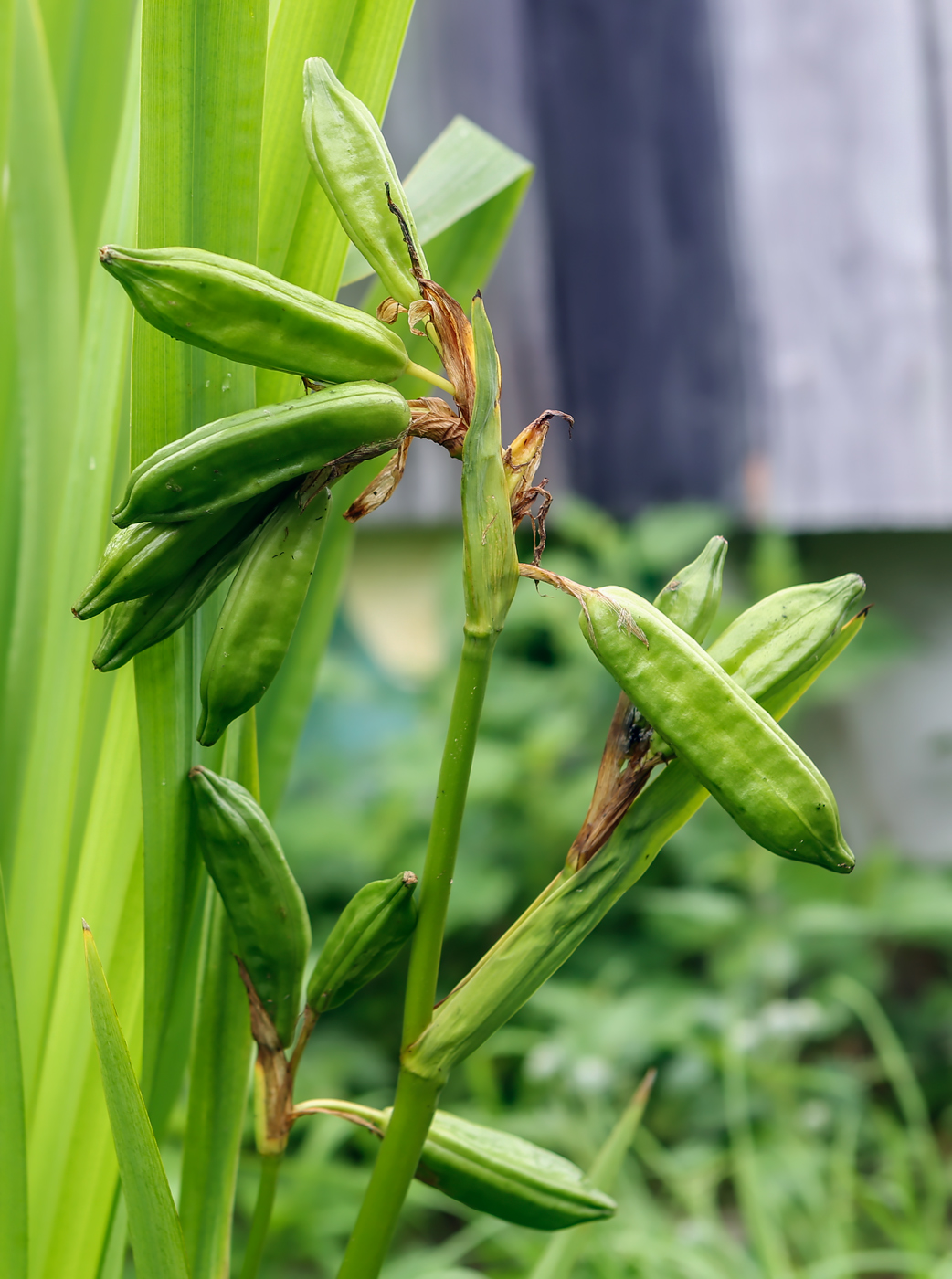 Изображение особи Iris pseudacorus.