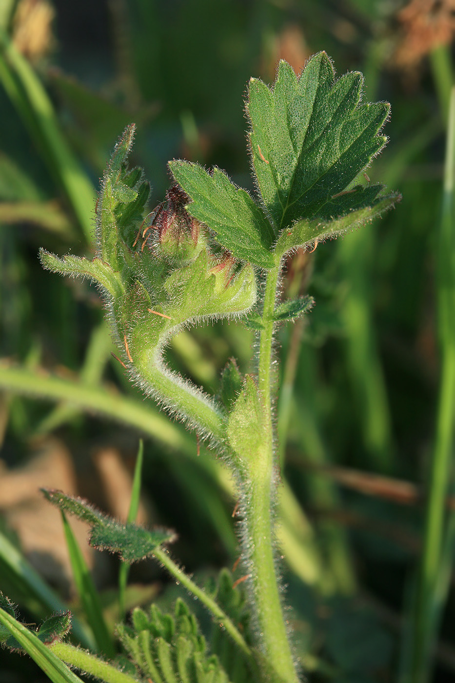 Image of Comarum palustre specimen.