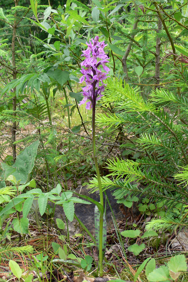 Image of Dactylorhiza fuchsii specimen.