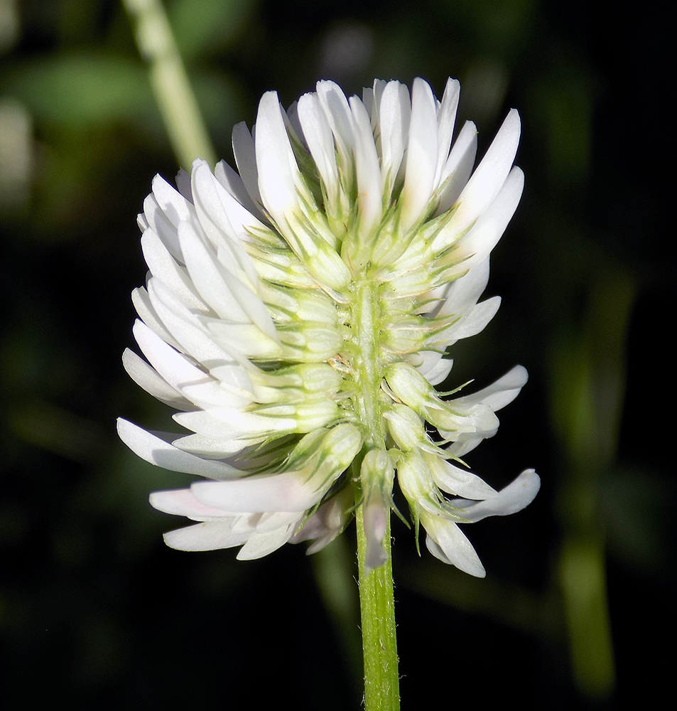 Image of Trifolium ambiguum specimen.