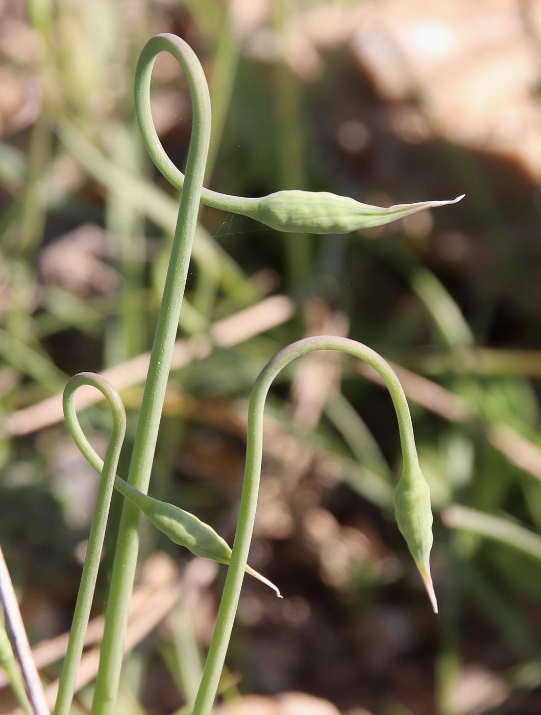 Изображение особи Allium negevense.