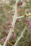 Salsola tragus