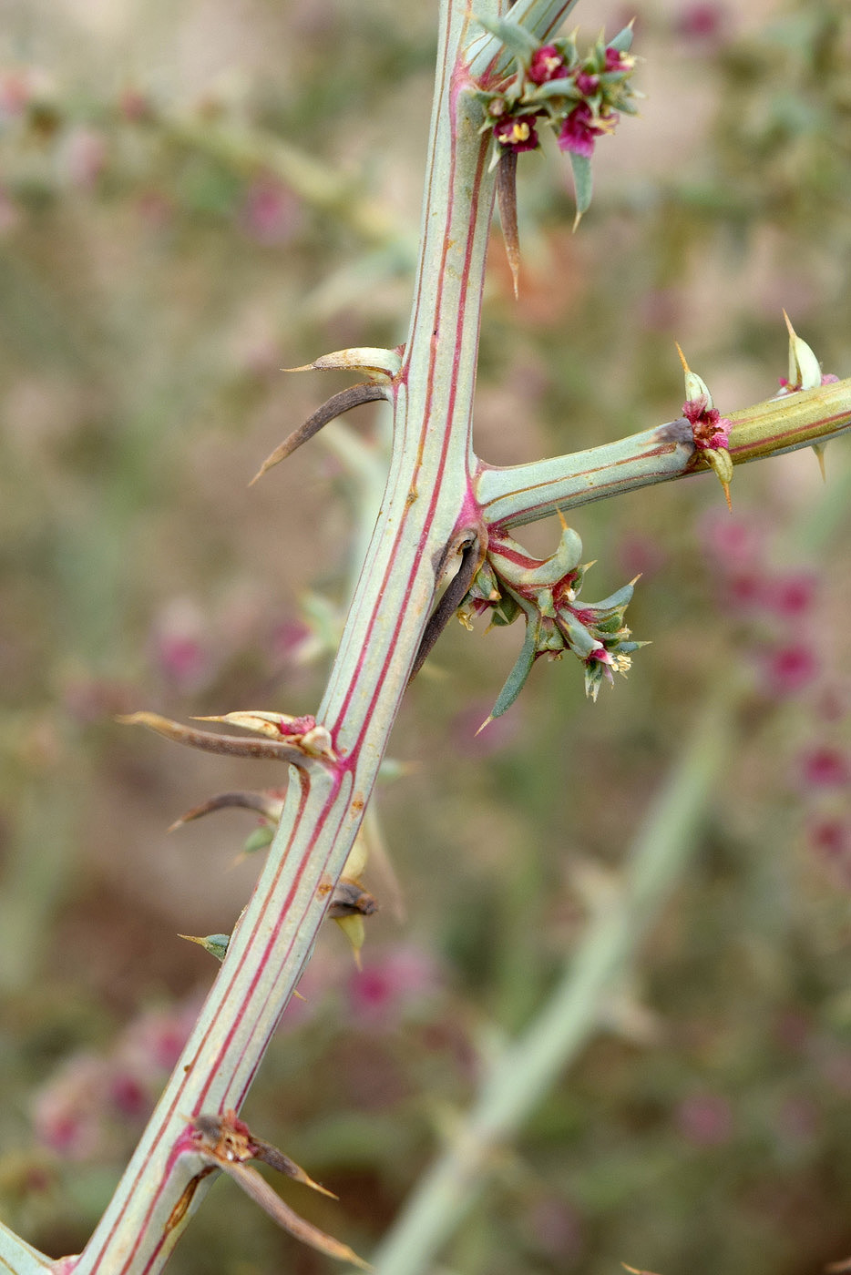 Image of Salsola tragus specimen.