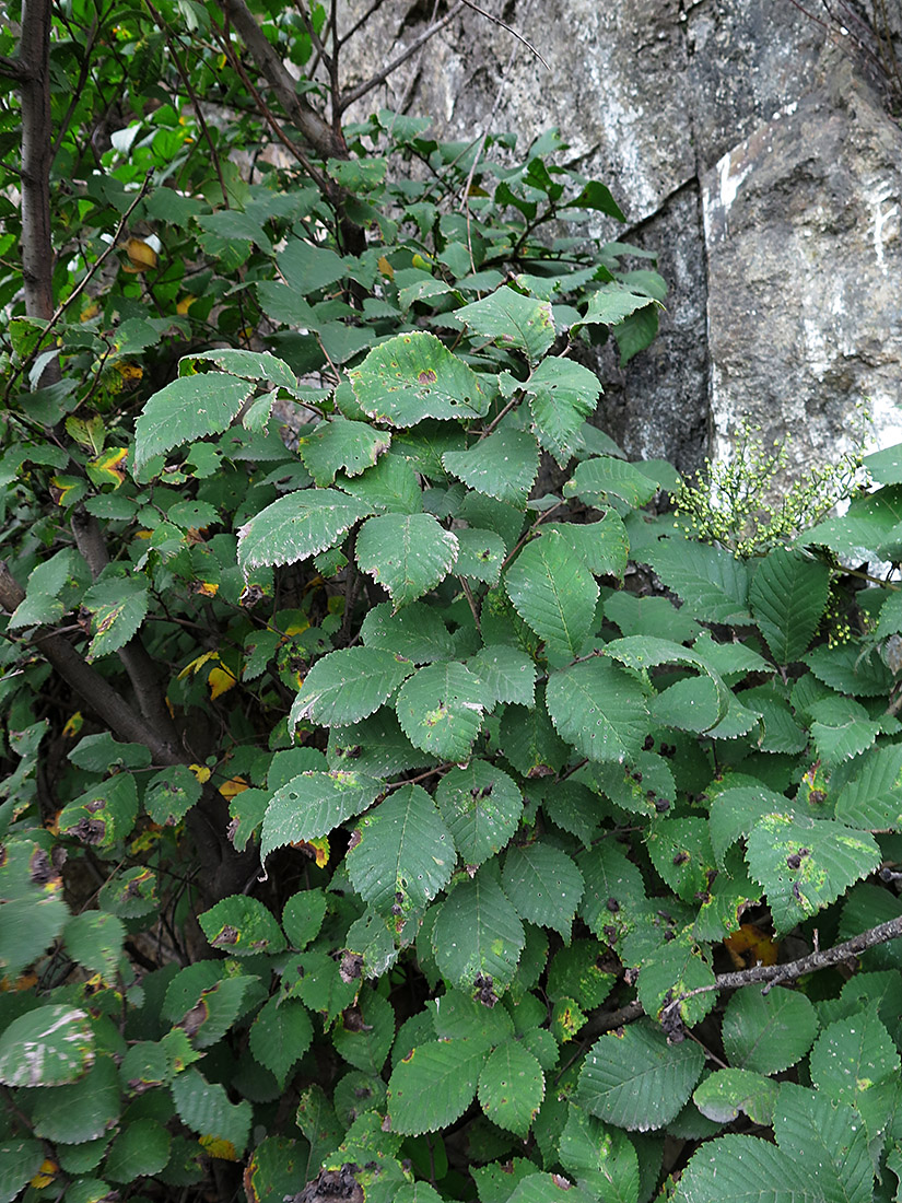 Изображение особи Ulmus macrocarpa.