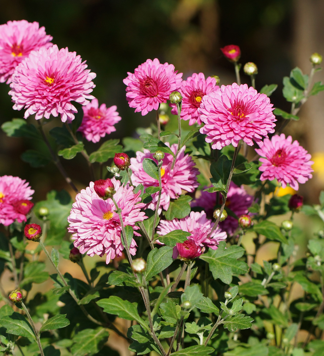 Image of Chrysanthemum indicum specimen.