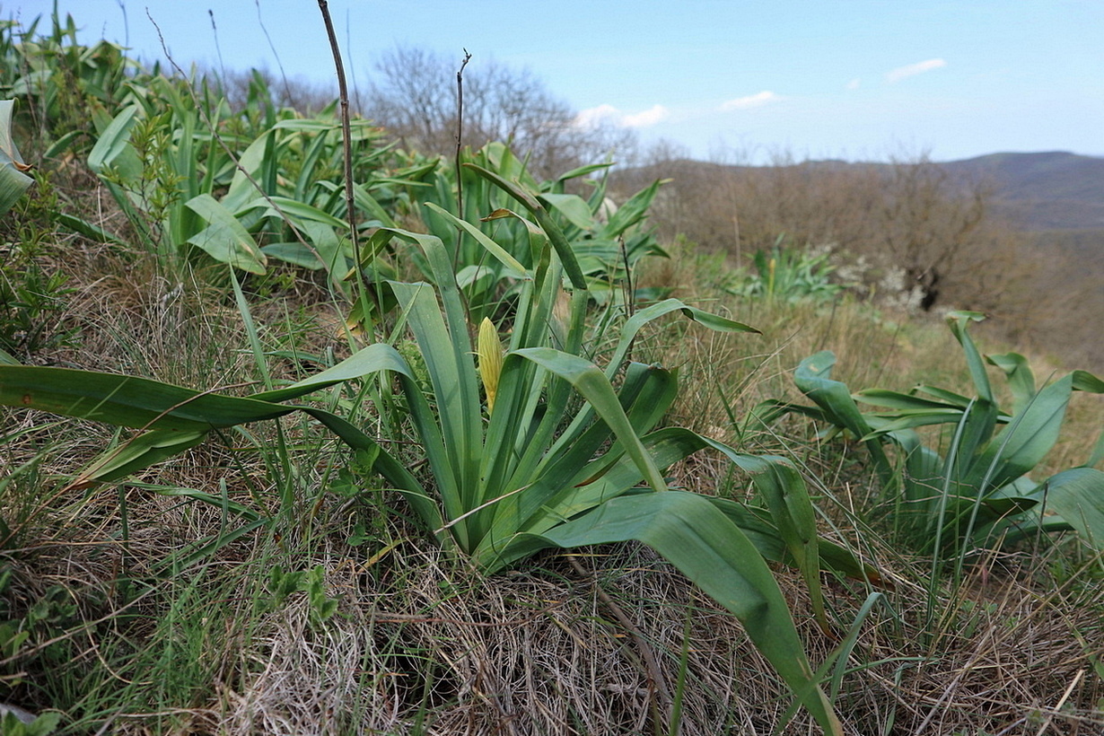 Image of Eremurus spectabilis specimen.