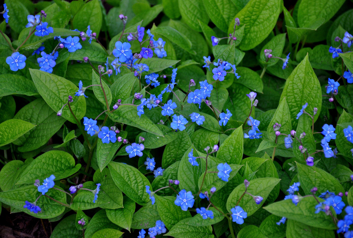 Изображение особи Omphalodes verna.