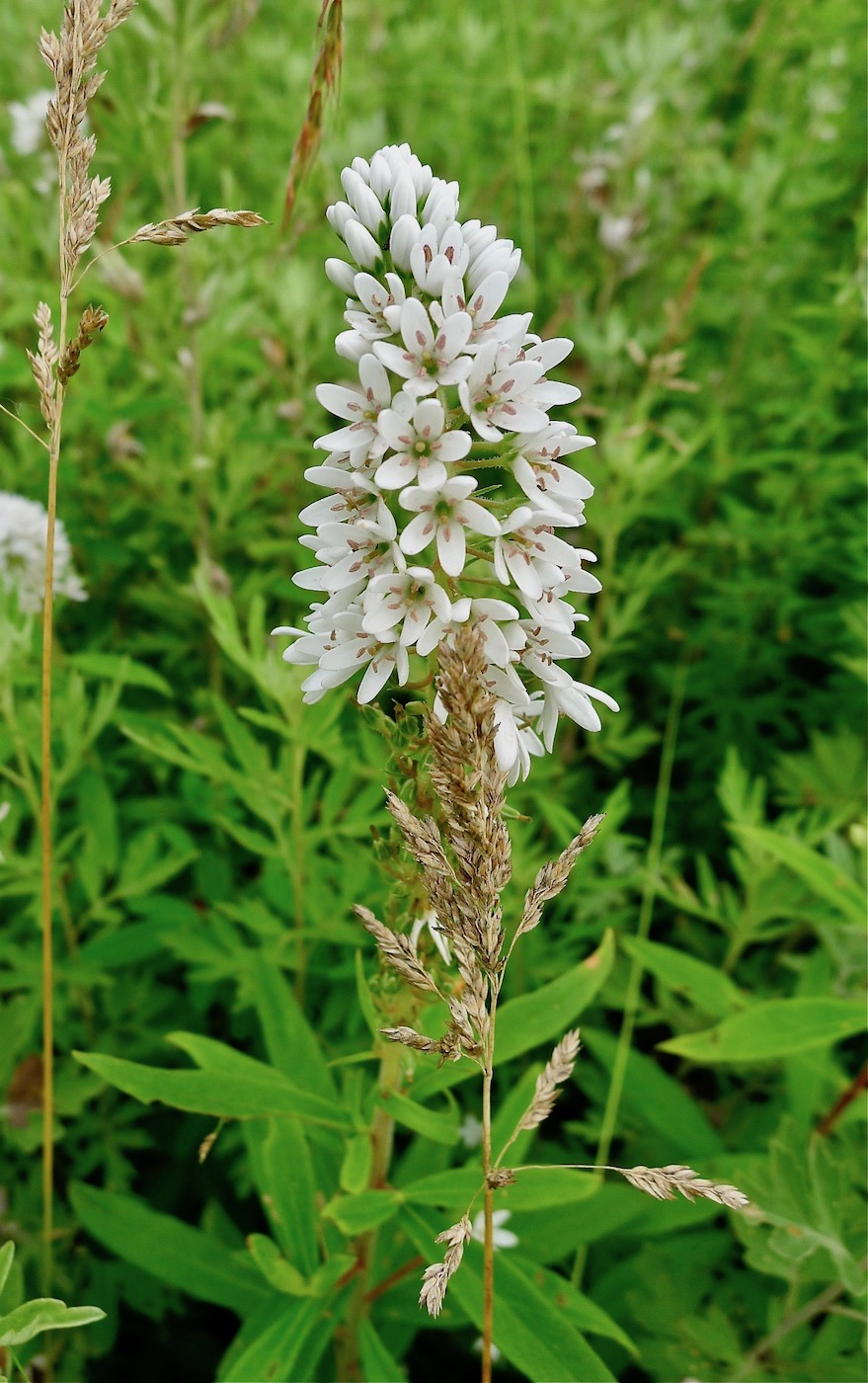 Image of Lysimachia barystachys specimen.