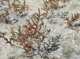 Salicornia perennans. Цветущее растение. Краснодарский край, Ейский р-н, высохшее дно Ханского озера. 24.08.2010.