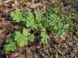 Chelidonium majus