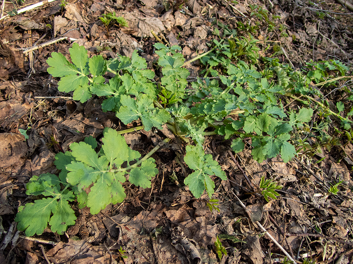 Изображение особи Chelidonium majus.