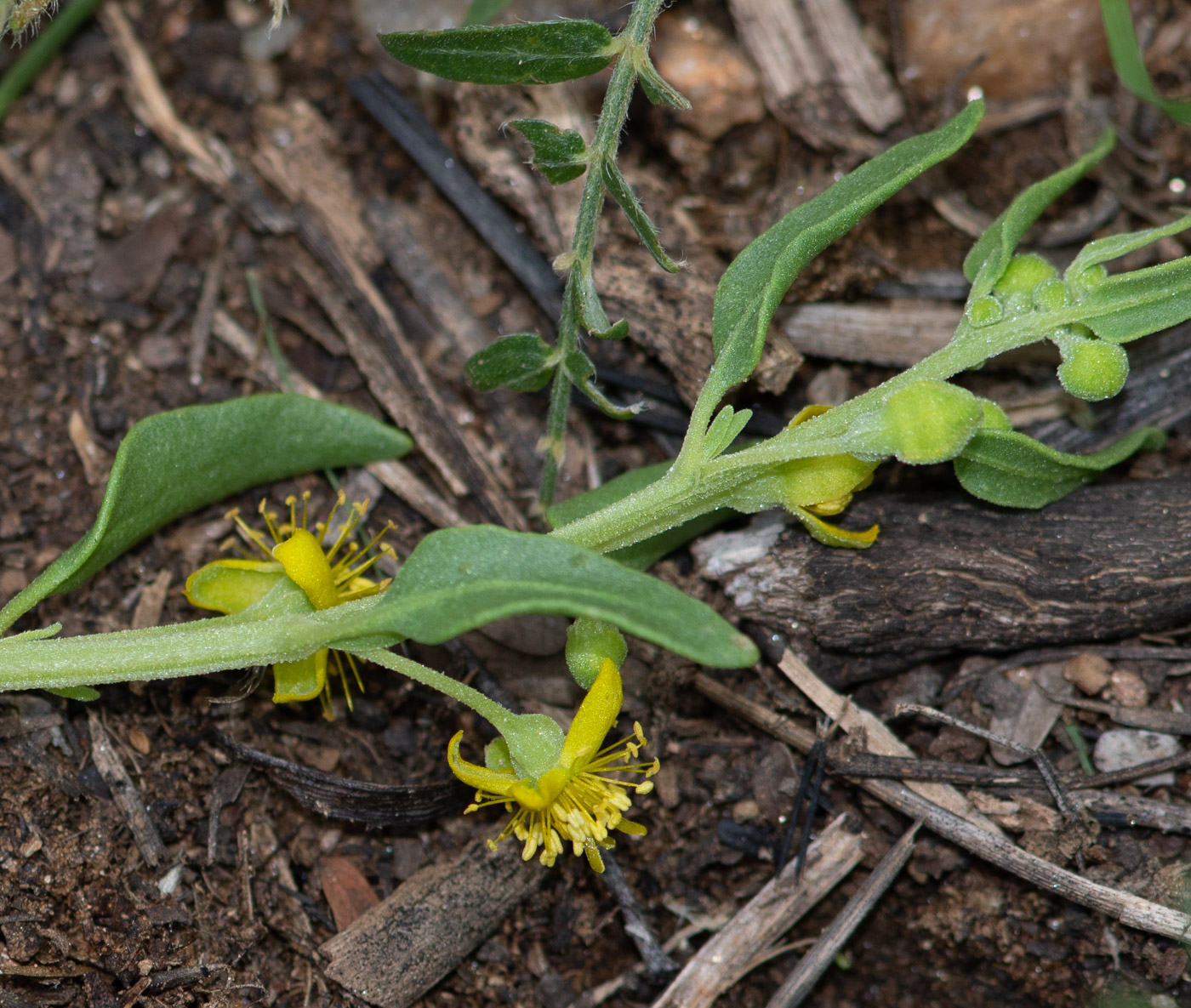 Изображение особи Tetragonia calycina.