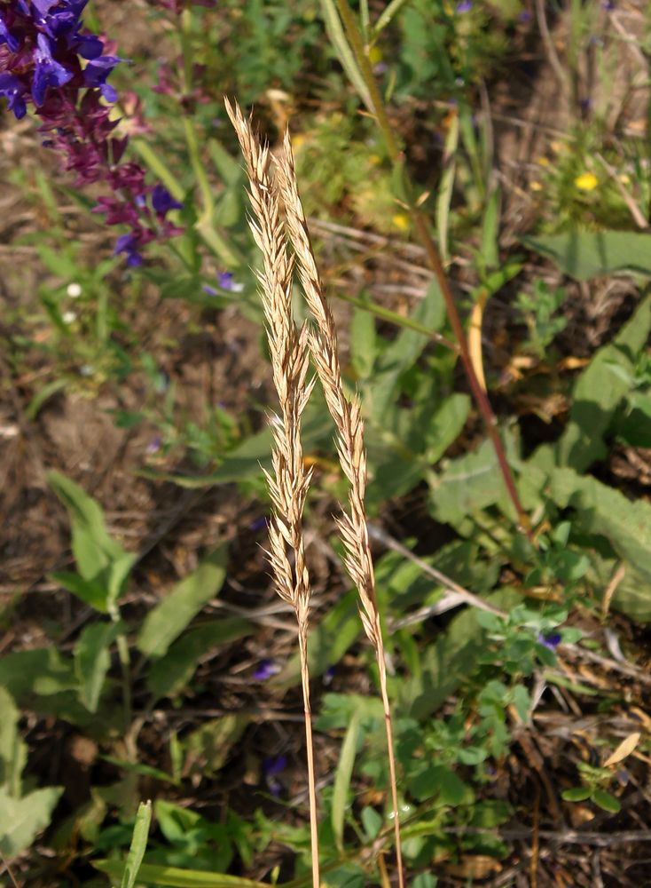 Image of genus Festuca specimen.