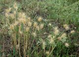 Hordeum geniculatum