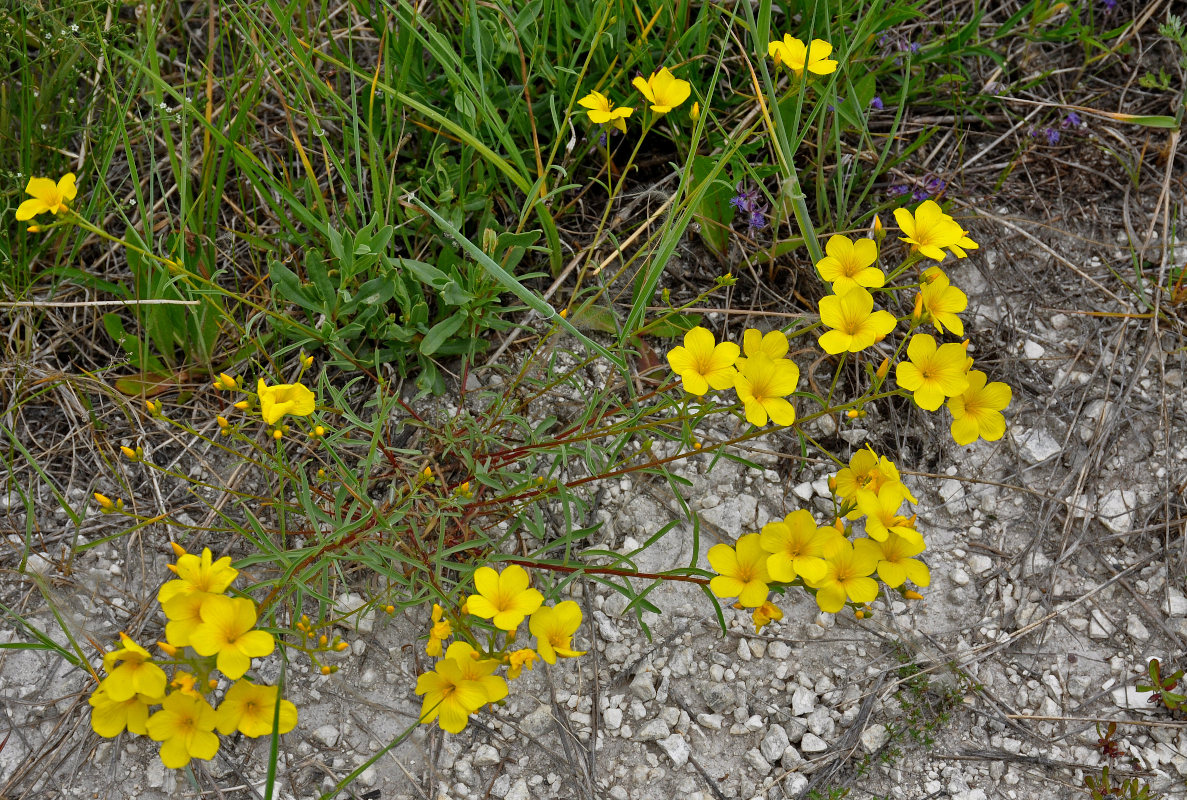 Image of Linum ucranicum specimen.