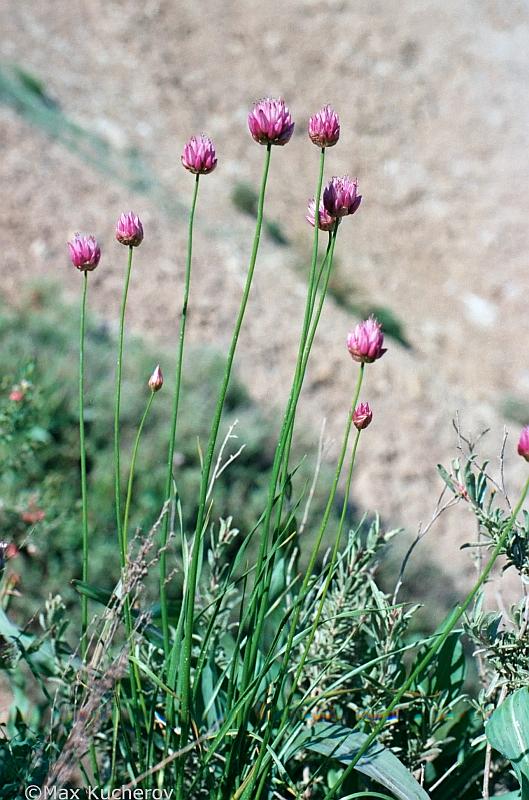 Изображение особи Allium inderiense.
