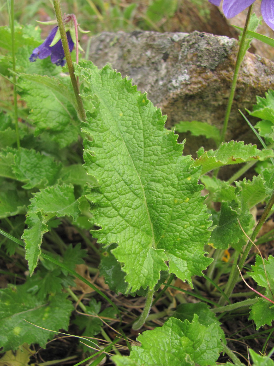 Image of Campanula sarmatica specimen.