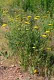 Achillea filipendulina