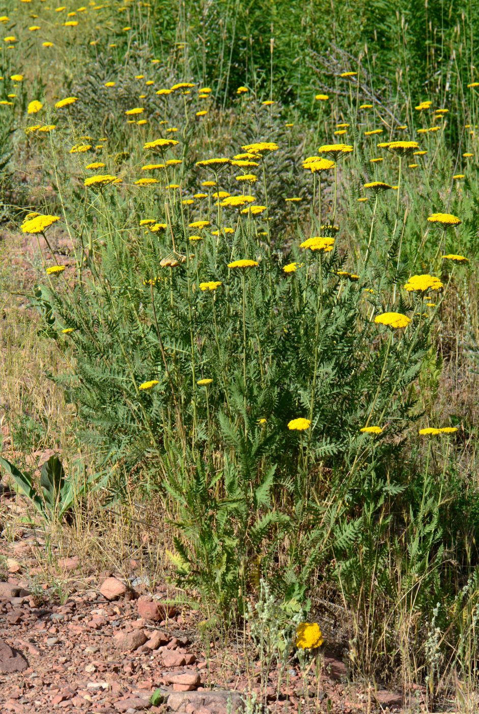 Изображение особи Achillea filipendulina.