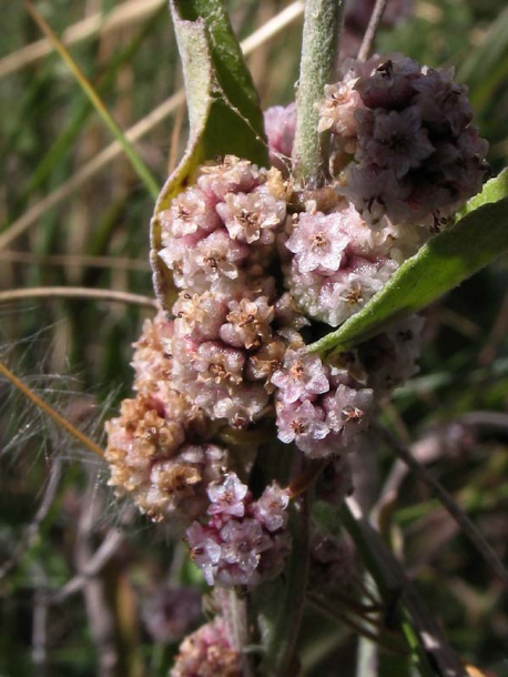 Image of Cuscuta approximata specimen.