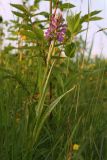 Dactylorhiza baltica