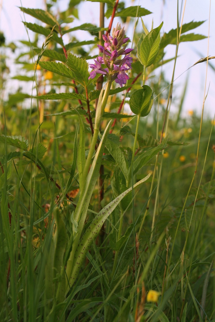 Изображение особи Dactylorhiza baltica.