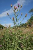 Centaurea jacea ssp. substituta