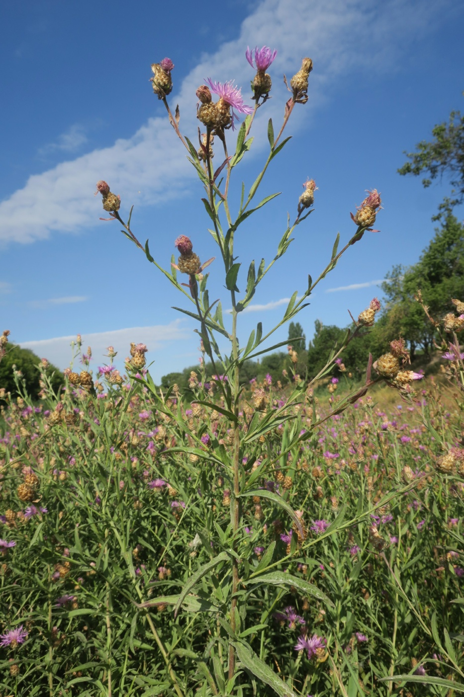 Image of Centaurea jacea ssp. substituta specimen.