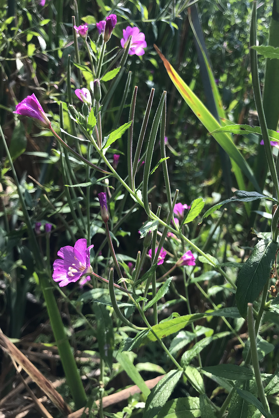 Изображение особи Epilobium hirsutum.