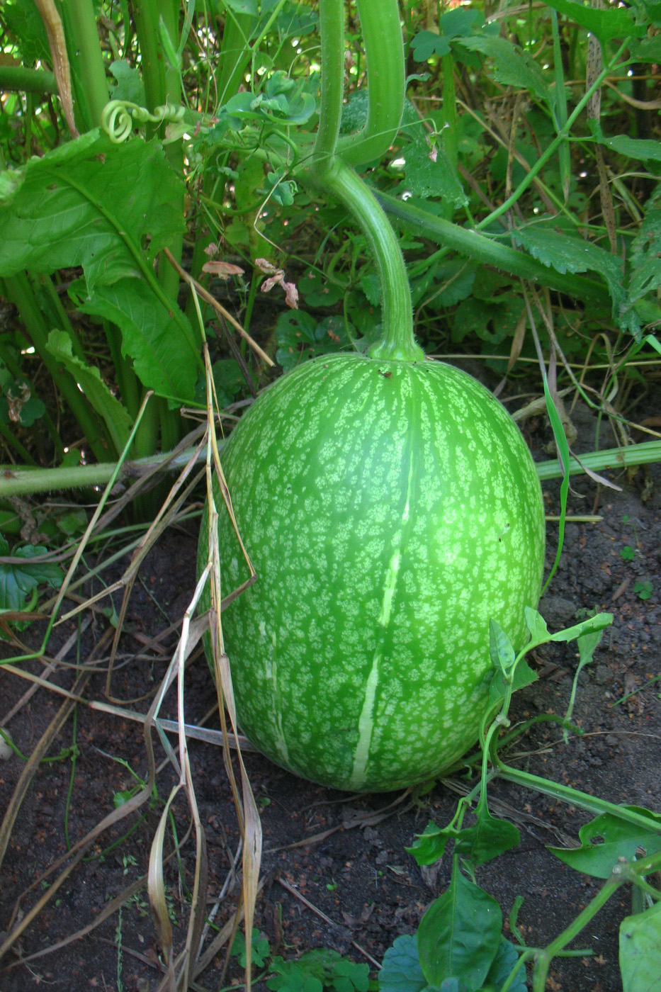 Image of Cucurbita ficifolia specimen.