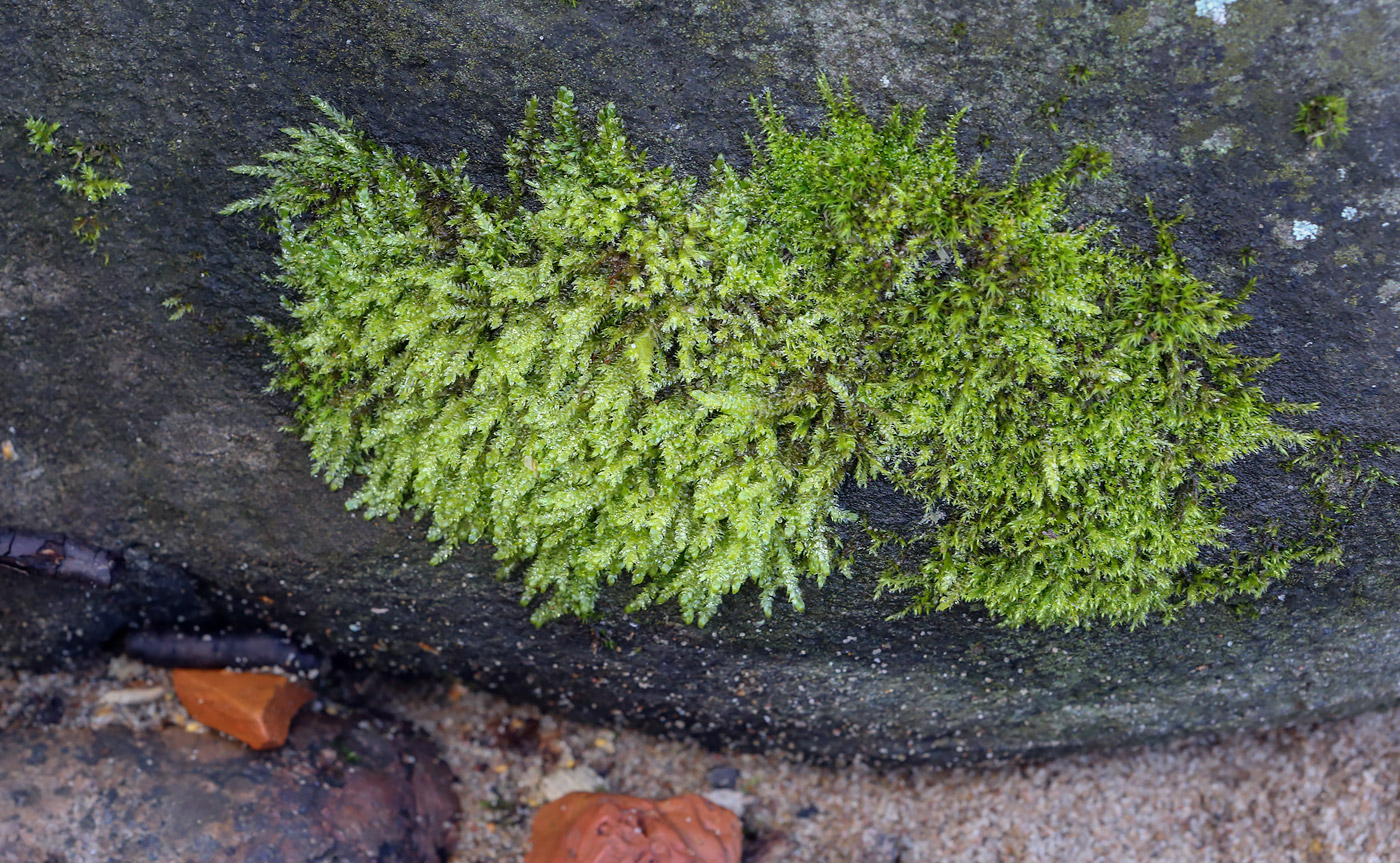 Image of class Bryopsida specimen.