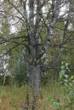 Betula pendula