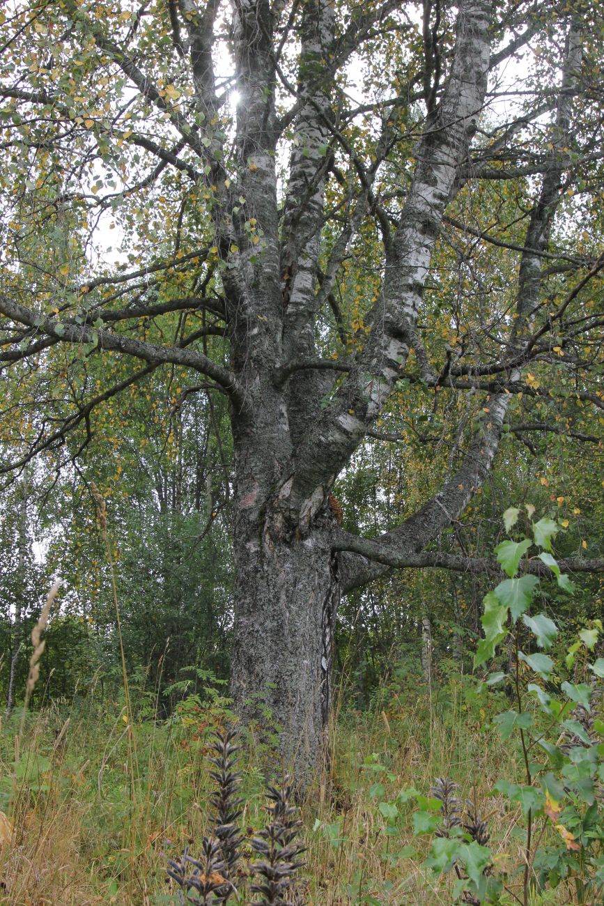 Изображение особи Betula pendula.