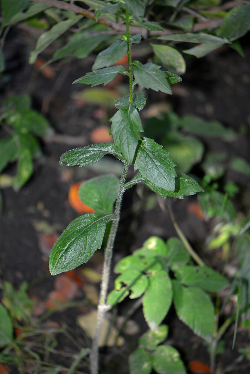 Image of Erigeron annuus ssp. lilacinus specimen.