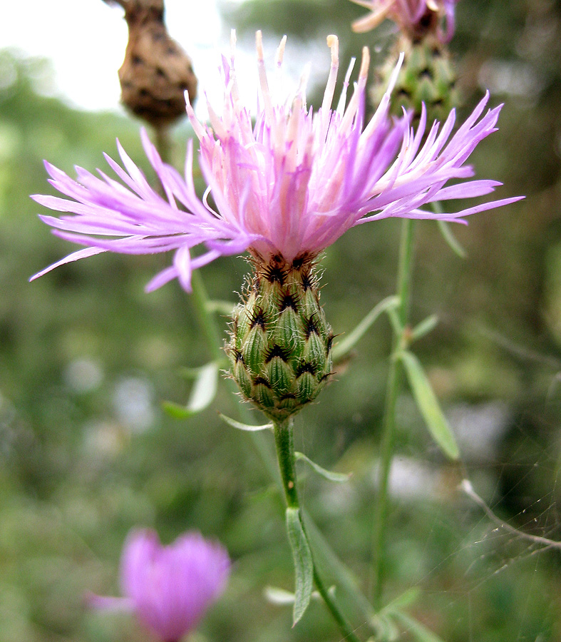 Image of Centaurea stoebe specimen.