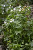 Malva moschata