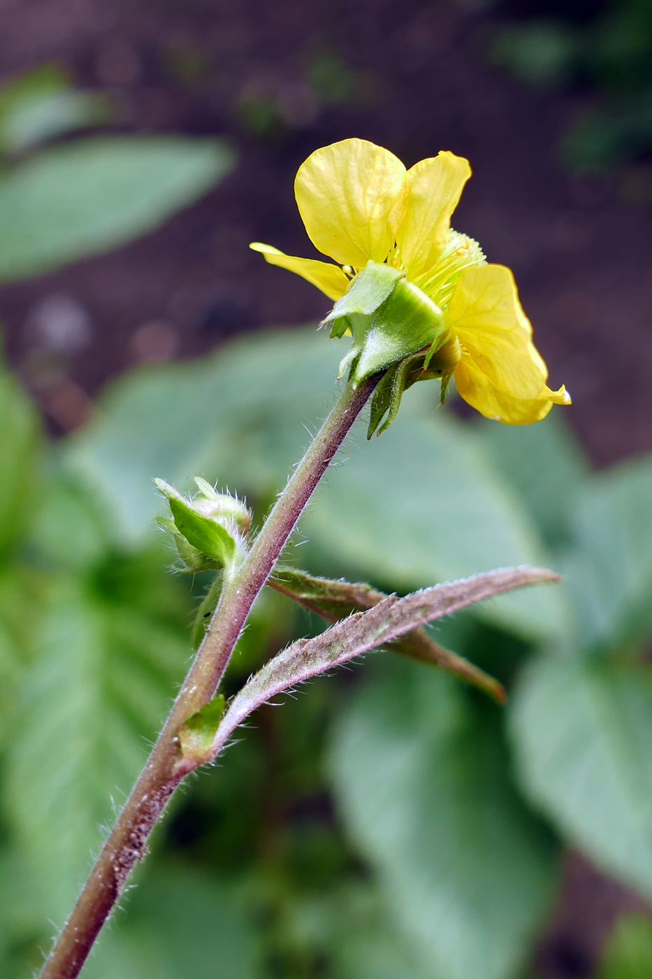 Изображение особи Geum aleppicum.