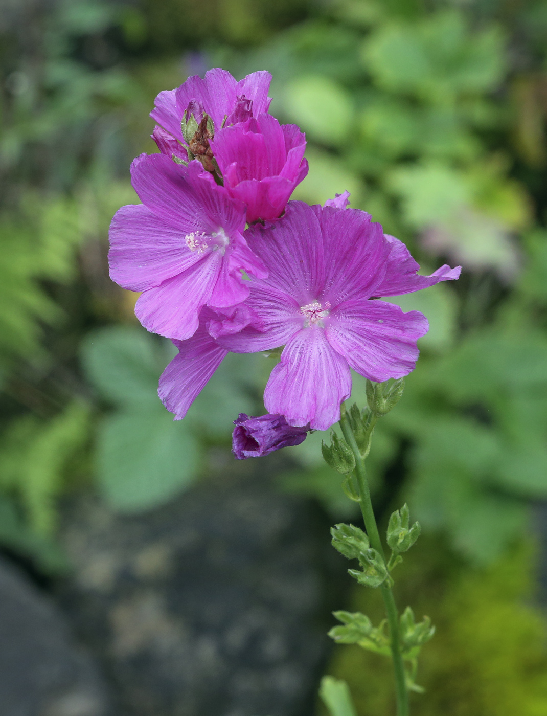 Image of Sidalcea malviflora specimen.