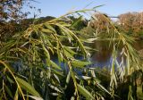 genus Salix