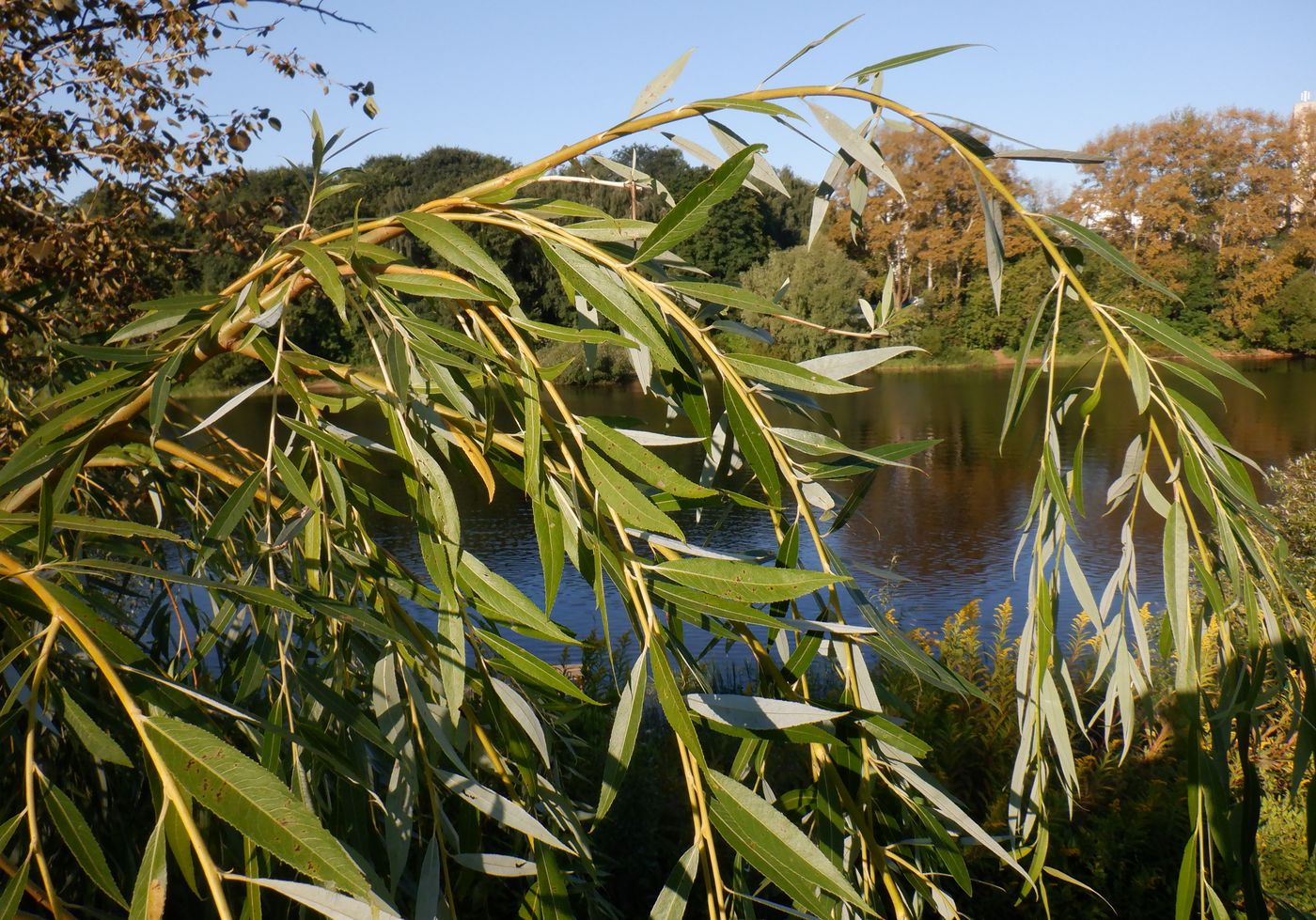 Image of genus Salix specimen.