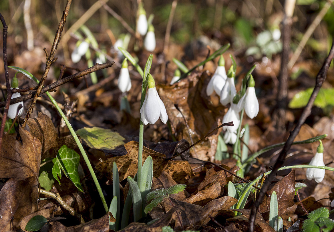 Image of Galanthus alpinus specimen.