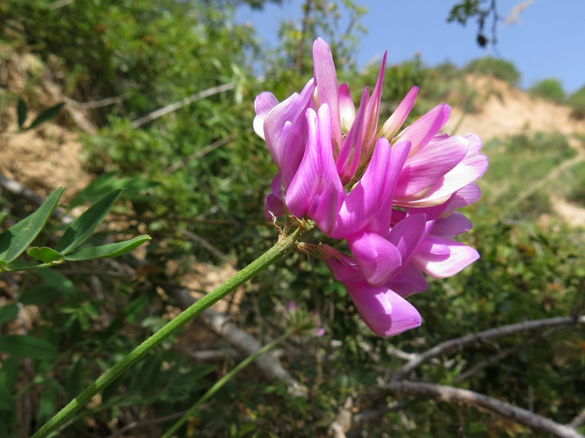 Изображение особи Hedysarum denticulatum.