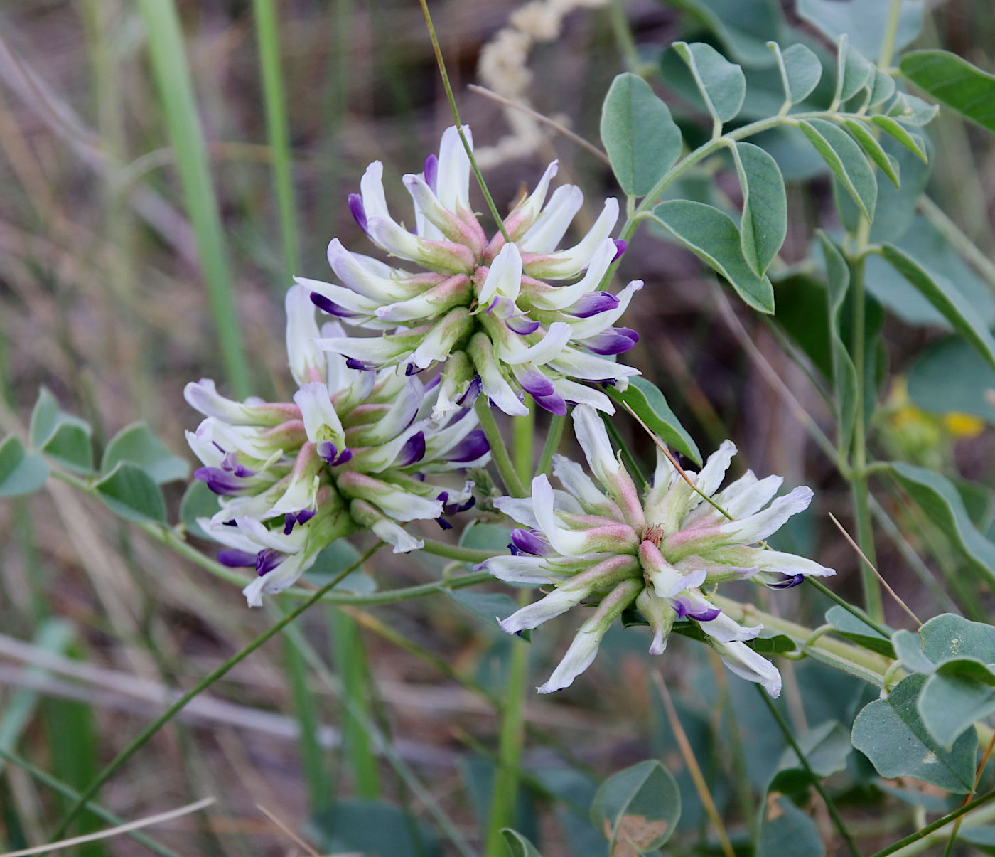 Изображение особи Glycyrrhiza uralensis.