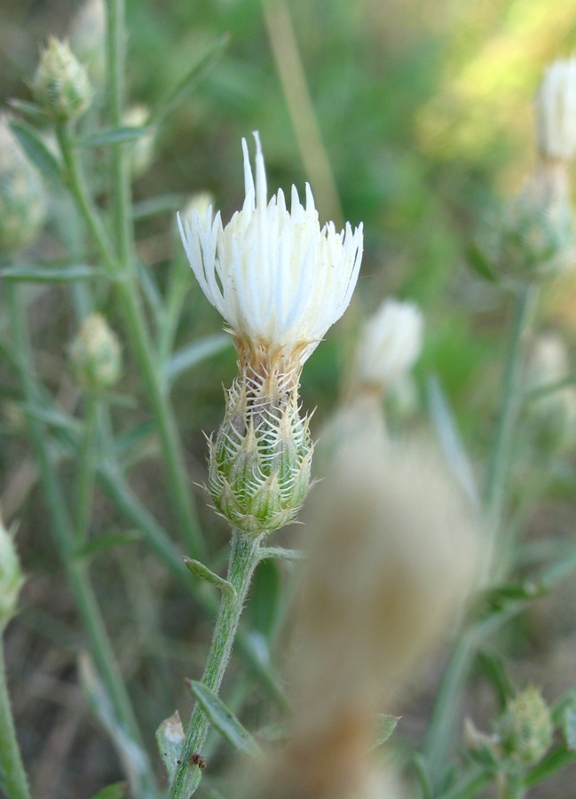 Image of Centaurea diffusa specimen.