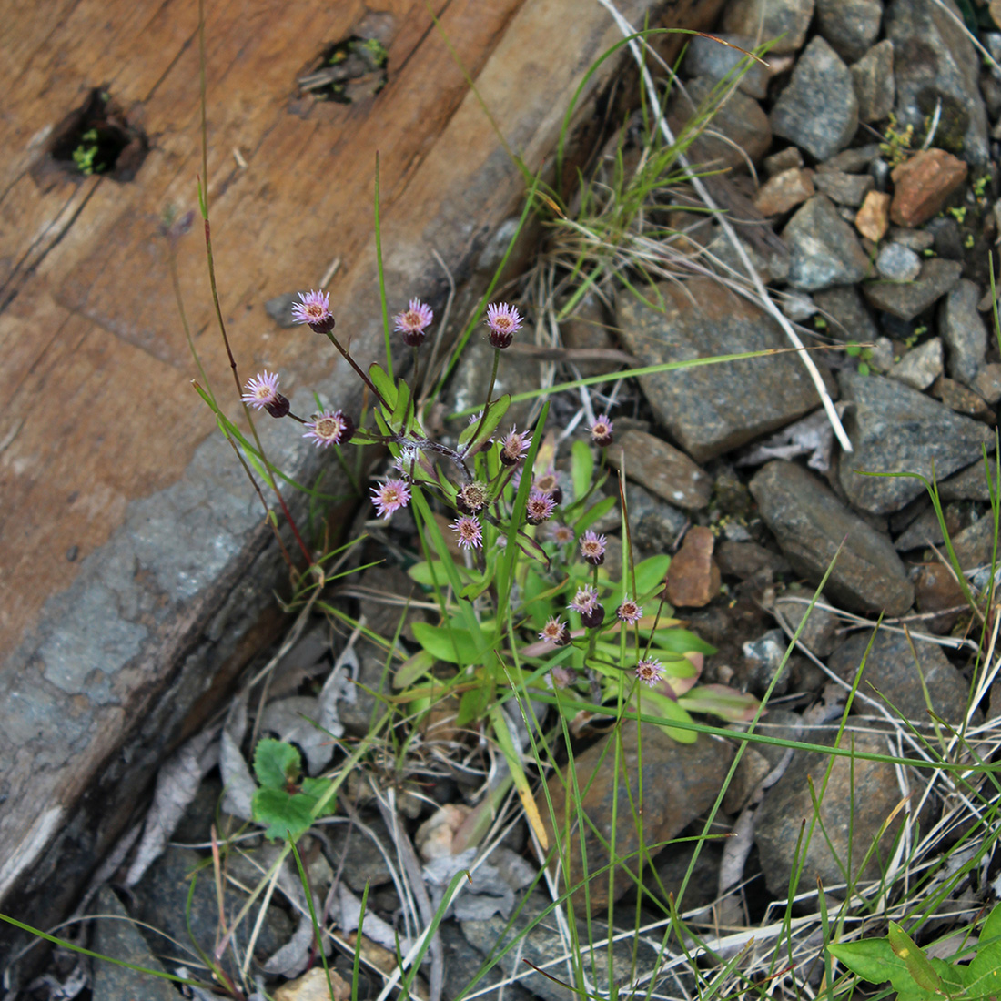 Image of Erigeron politus specimen.