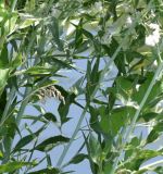 Lepidium latifolium